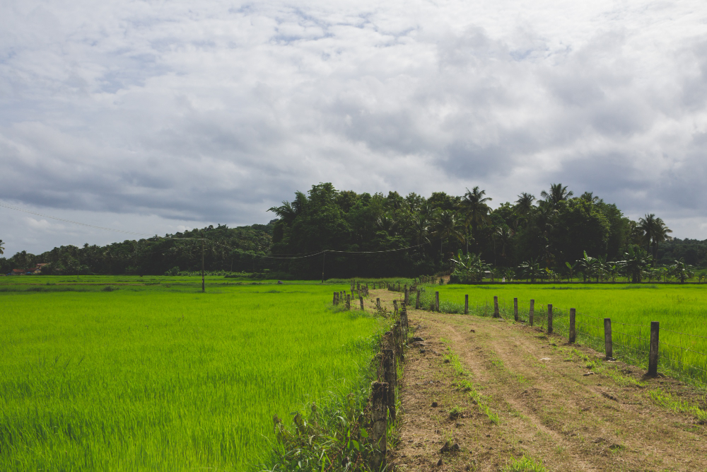 The Curcumin Gold: Exploring the Roots of Lakadong Haldi